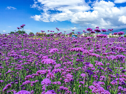 马鞭花