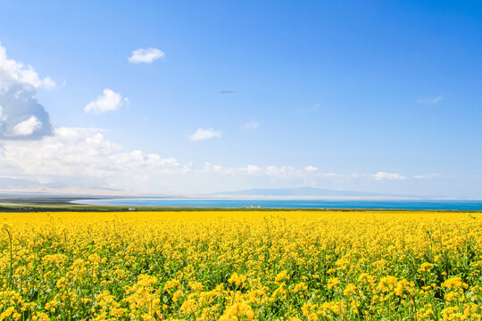 青海湖油菜花