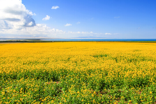 青海湖油菜花