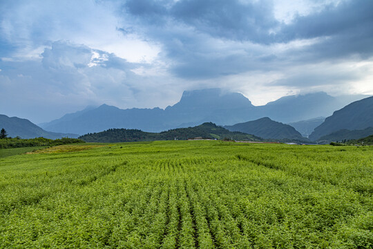 金口河川牛膝