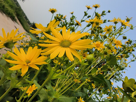 串叶松香草黄花