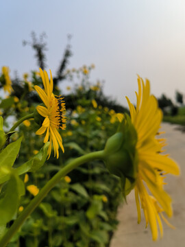 串叶松香草黄花