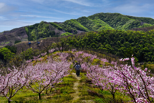 山村桃园