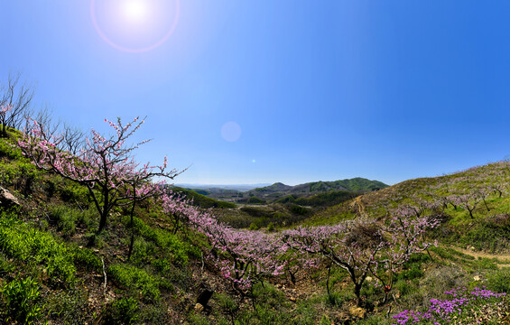 山村桃园