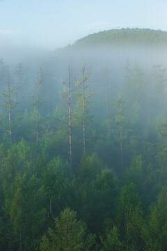 清晨云雾森林