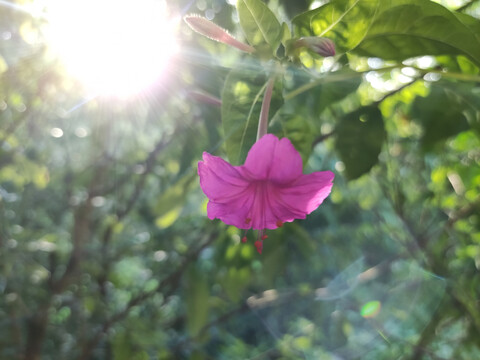 紫茉莉