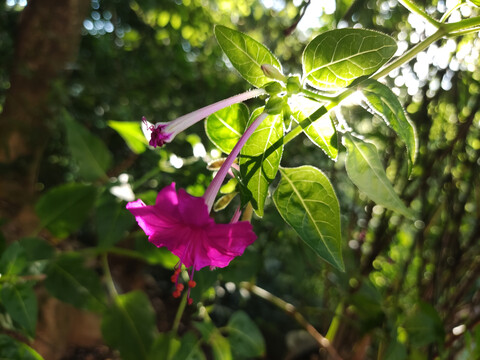 紫茉莉