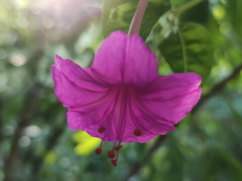 紫茉莉