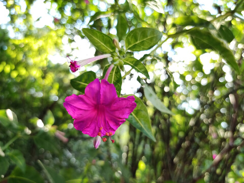 紫茉莉