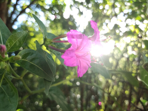 紫茉莉
