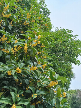 桂花枝桂花树