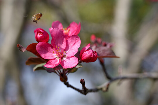 蜂采花