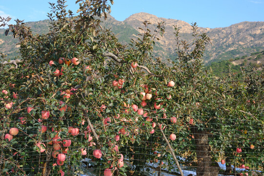 山区苹果园
