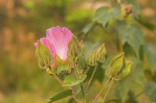 荆条花朵花苞