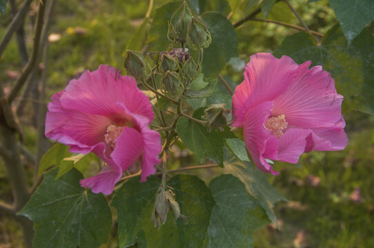 朝开暮落花