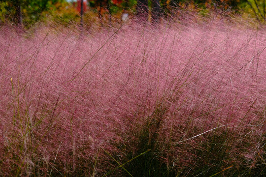 粉黛花特写