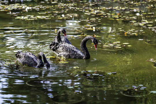 秋季池塘里的黑天鹅
