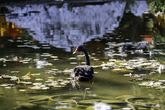 秋季池塘里的黑天鹅
