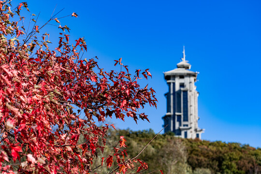 长春净月潭公园红叶风景