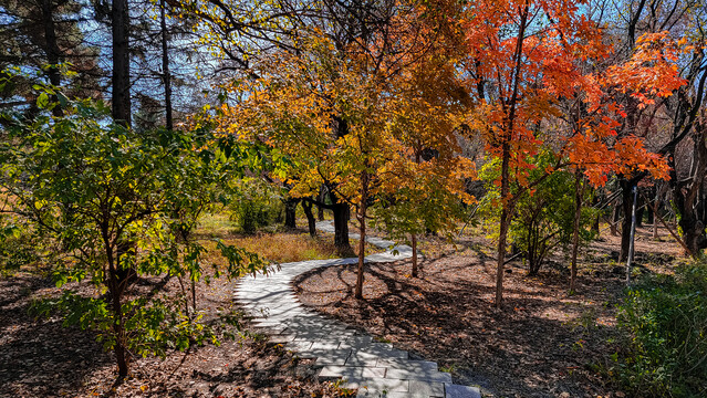 长春南湖公园秋季红叶景观