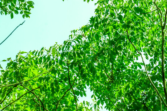 阳光绿树林树叶