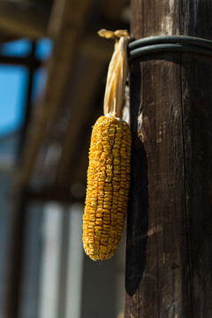 木屋前晾晒的玉米