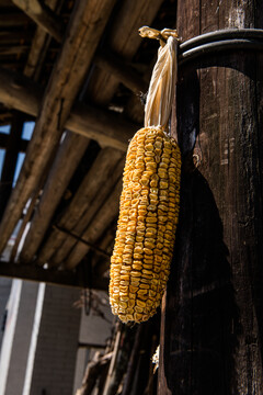 挂柱子上晾晒的干玉米