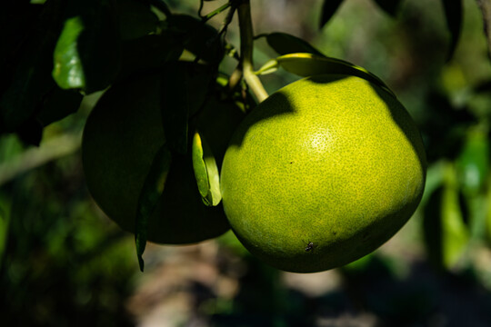 阳光照射下的柚子