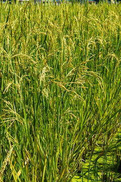 农民种的谷种稻