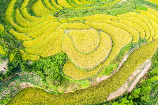 紫鹊界梯田