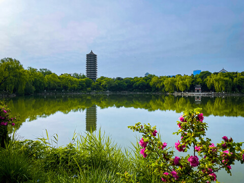 北京大学未名湖博雅塔与鲜花