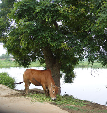 黄牛在树下吃草