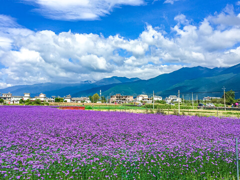 马鞭花