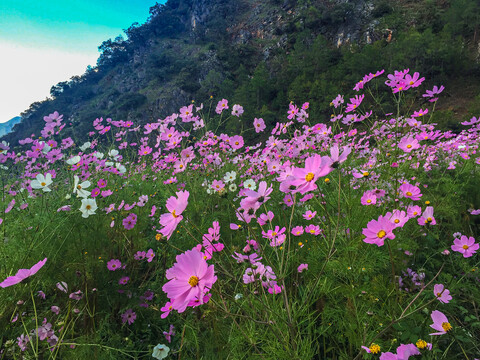 格桑花