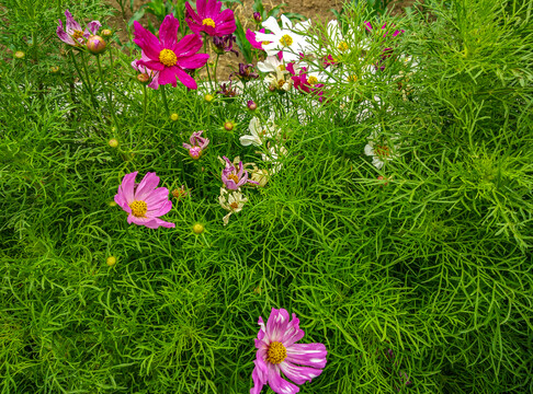 格桑花