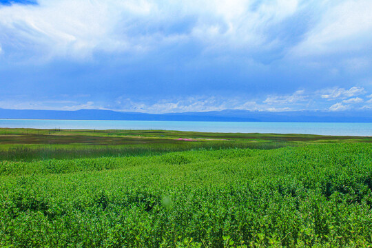 青海湖鸟岛风光