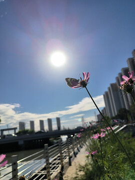 朝晖阳光与花朵