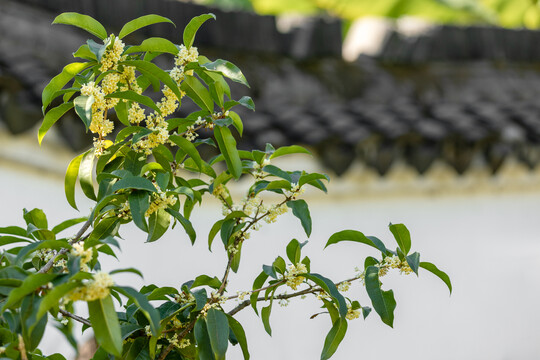 逆光下宫墙背景的桂花