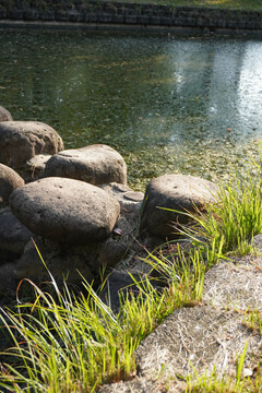 小溪边的石头与绿草