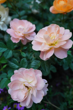 三朵粉色牡丹花
