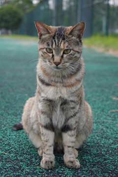 中华田园猫的正面