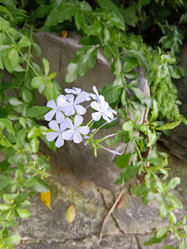 蓝雪花花朵