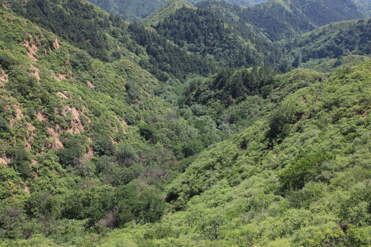 绿色山岭