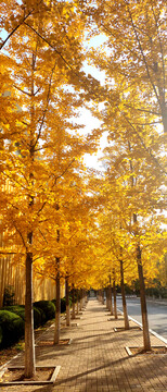 黄色树叶树林