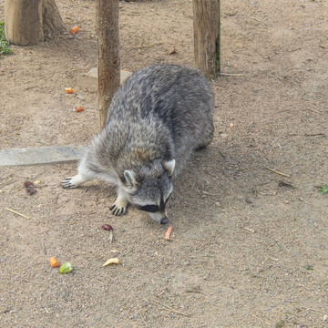 地上寻求食物的小浣熊