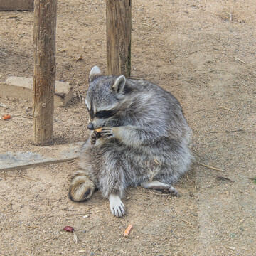 坐在地上正在吃饼干的小浣熊