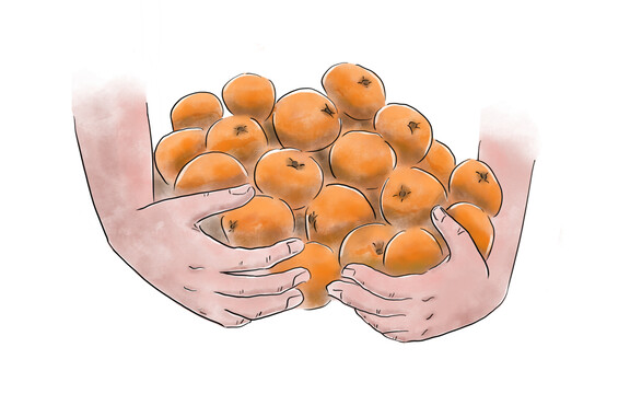 柑橘子甜橙子桔子美食插画手绘