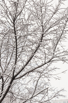 大雪中树枝