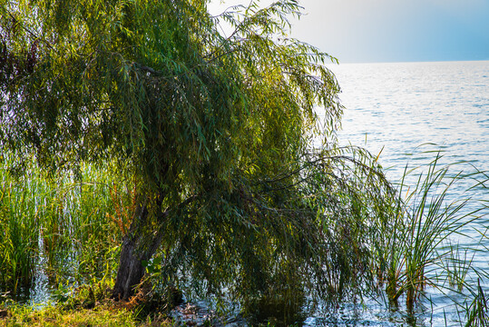 滇池湖岸树木