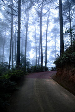 森林雾景